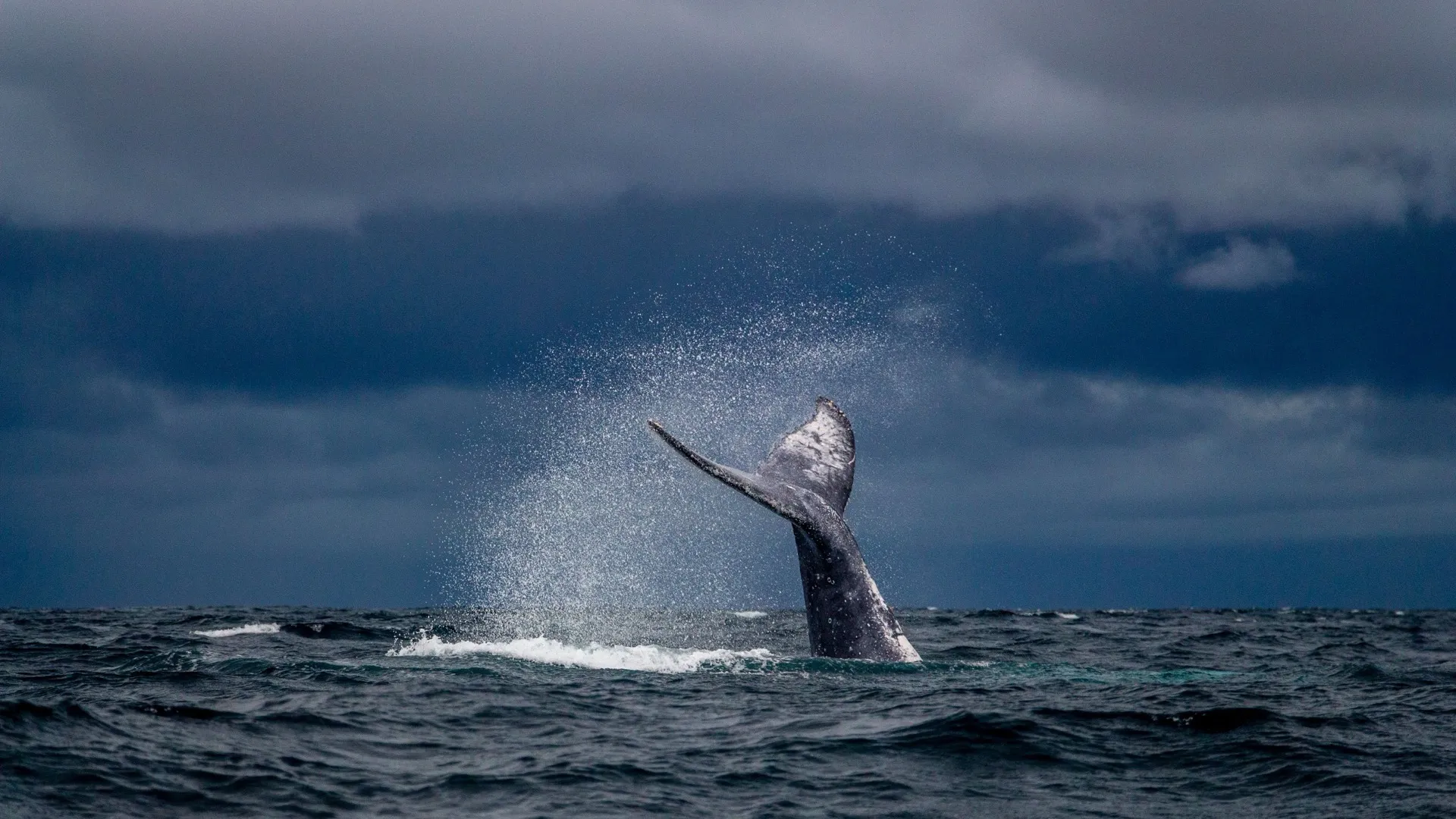 A blue whale surfacing off the south coast of Sri Lanka